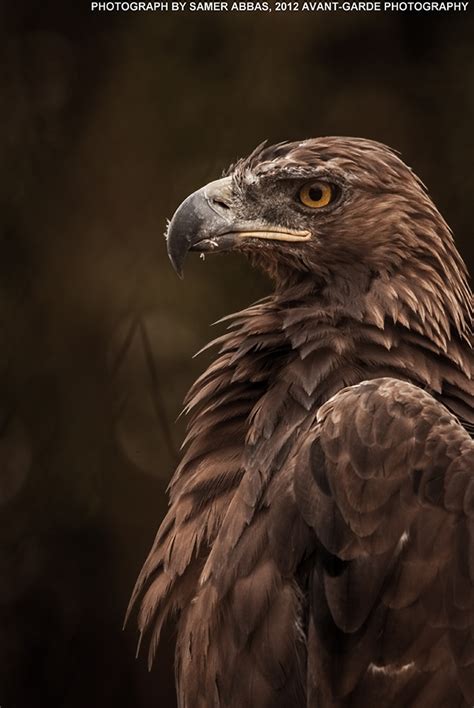 arabian eagles.